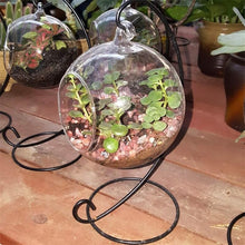 Load image into Gallery viewer, Creative Clear Glass Ball Vase  Landscape Air Plant